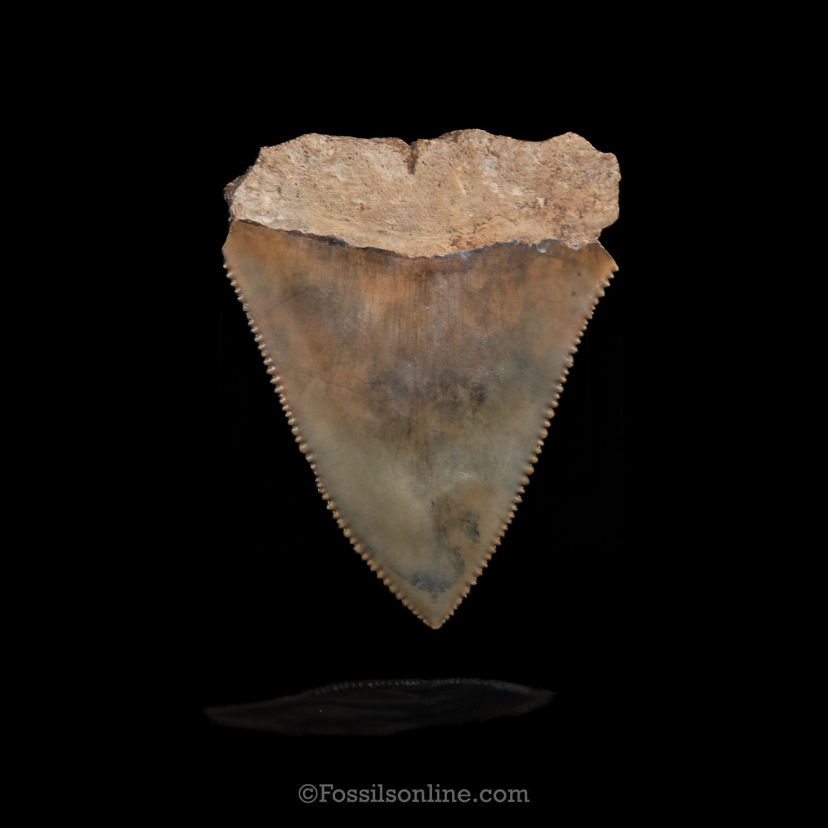 Genuine Prehistoric Fossil Tooth — Great White 2.21", SC