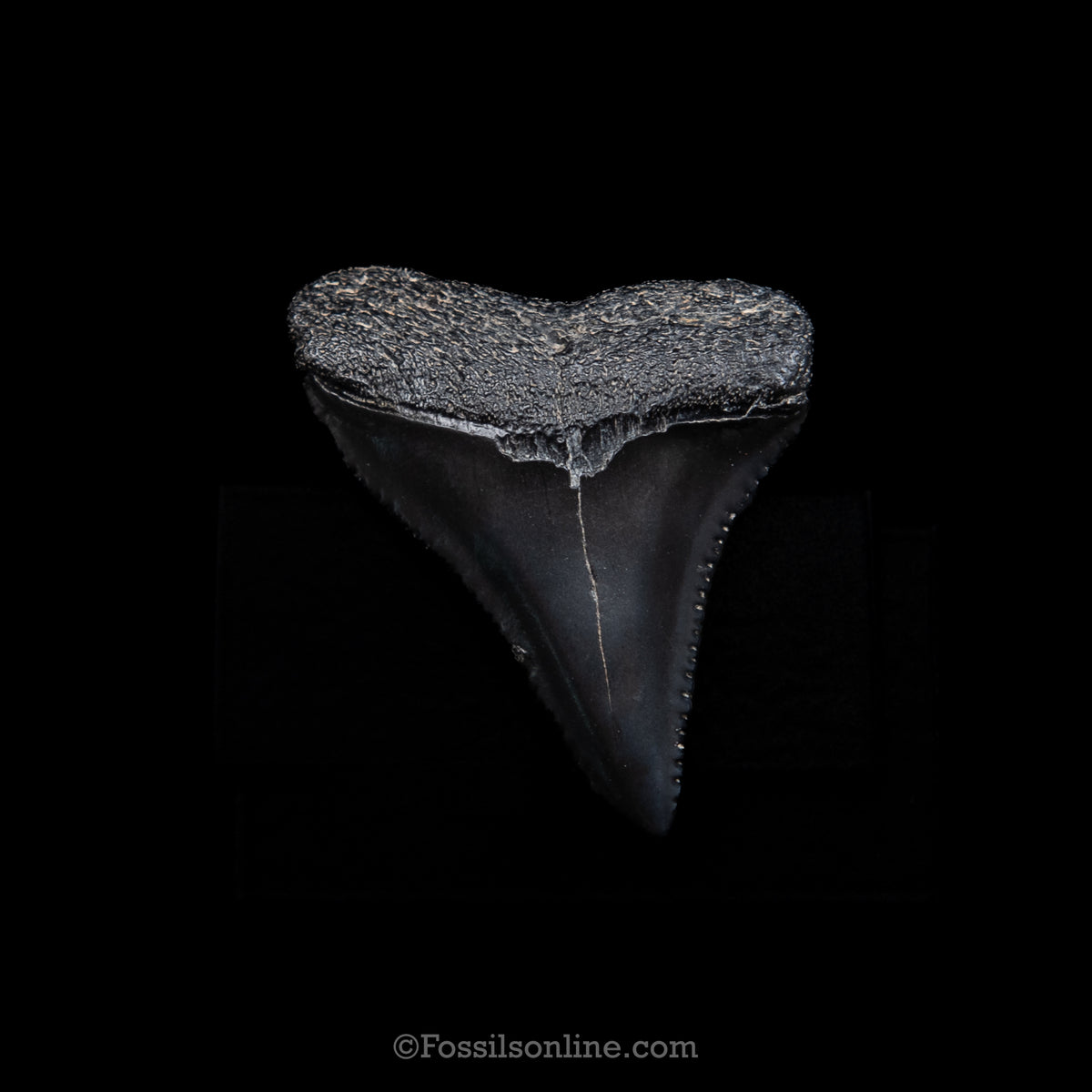 Genuine Prehistoric Fossil Tooth — Great White 1.66", SC