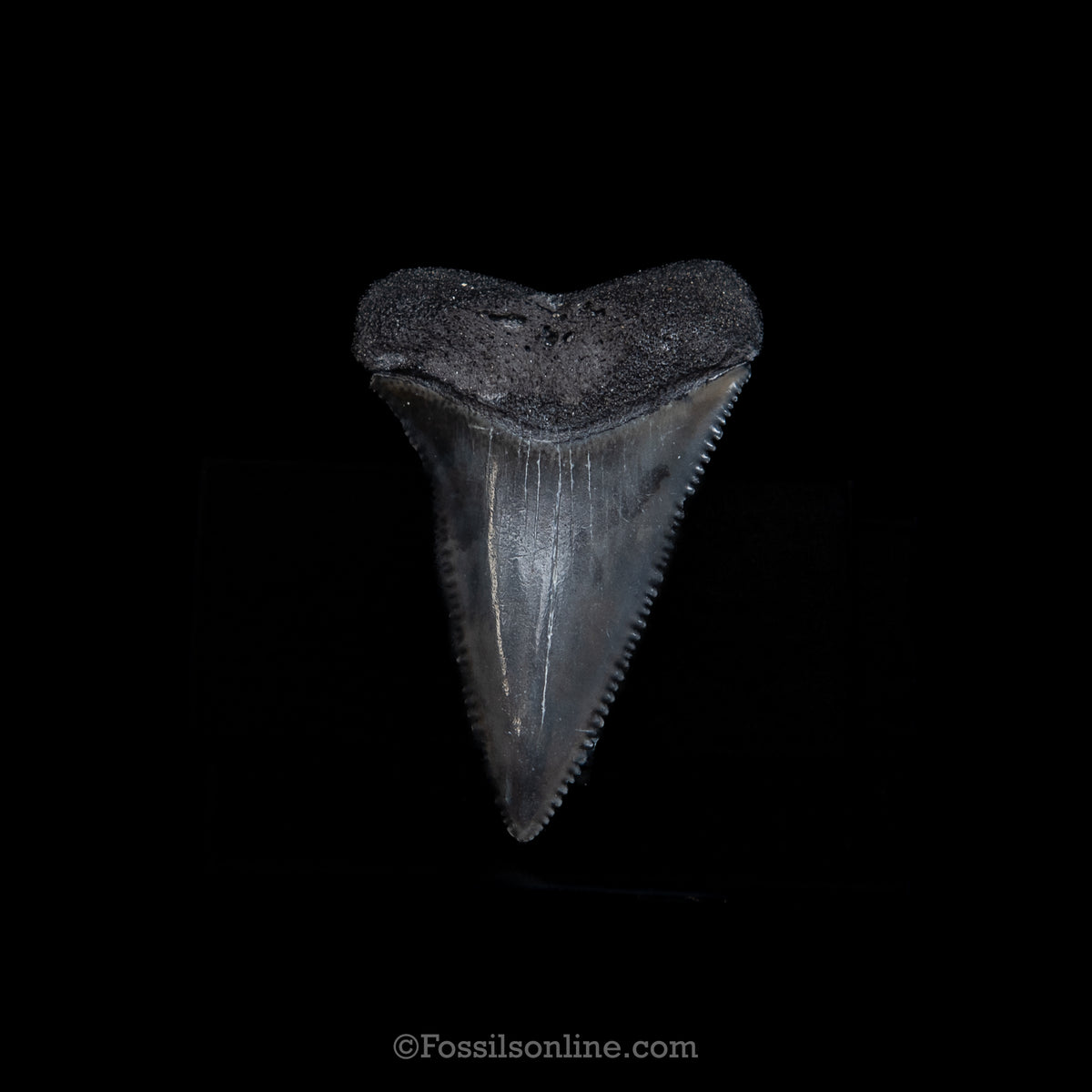 Genuine Prehistoric Fossil Tooth — Great White 1.56", SC