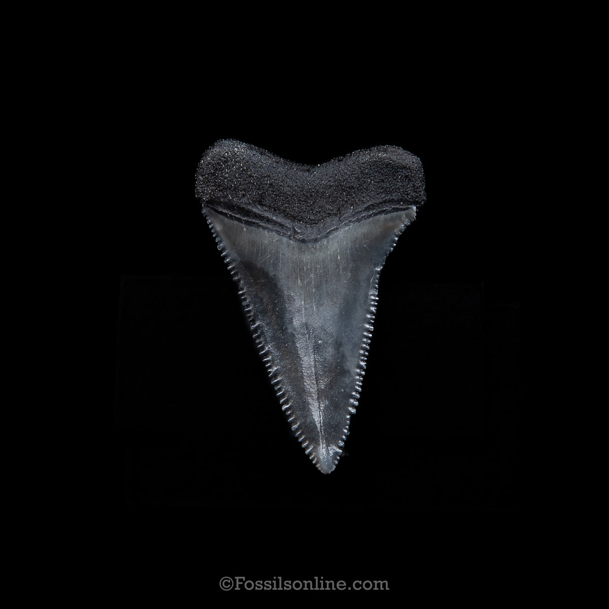 Genuine Prehistoric Fossil Tooth — Great White 1.56", SC
