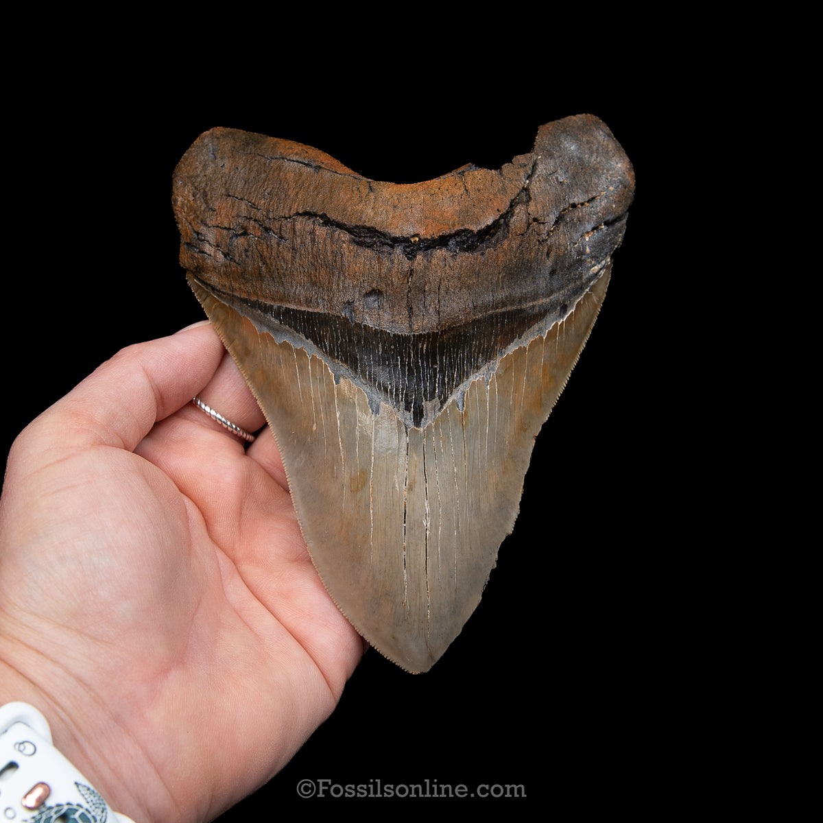 Genuine Prehistoric Fossil Tooth — Meg 5.79", North Carolina