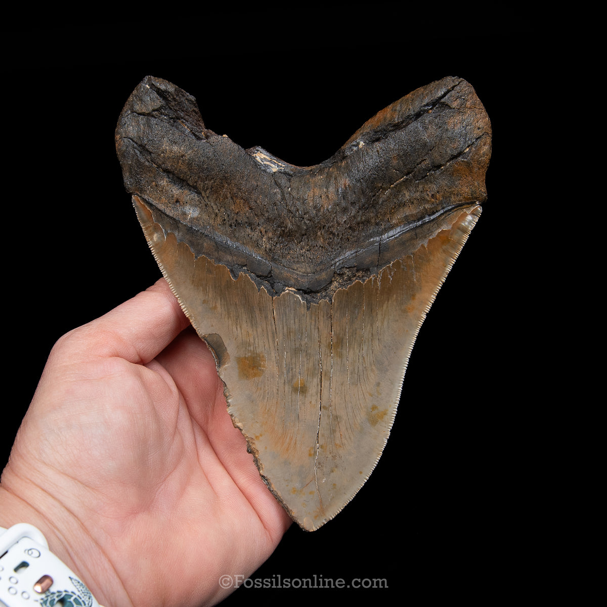 Genuine Prehistoric Fossil Tooth — Meg 5.79", North Carolina