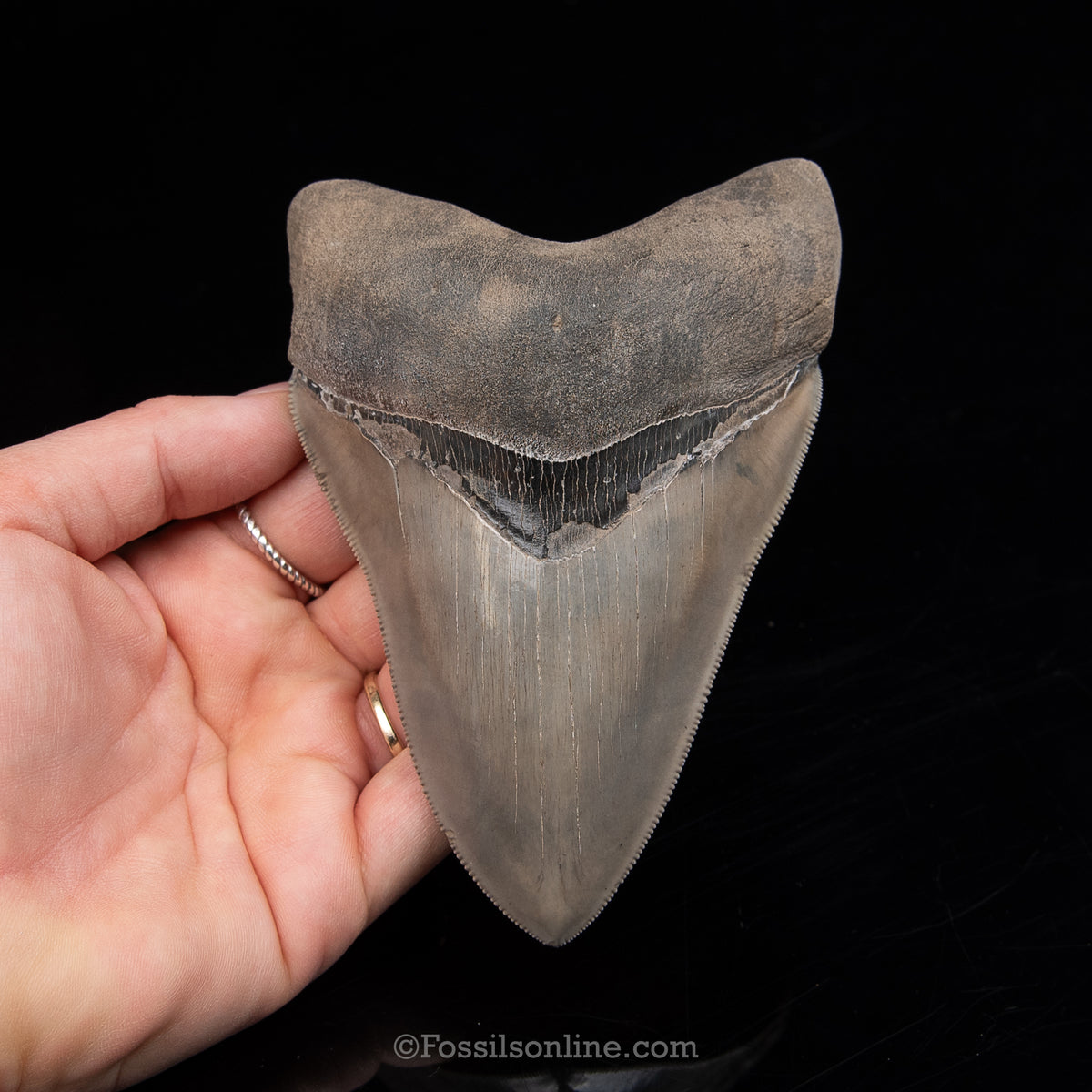 GENUINE PREHISTORIC FOSSIL TOOTH — MEG 5.03", South Carolina