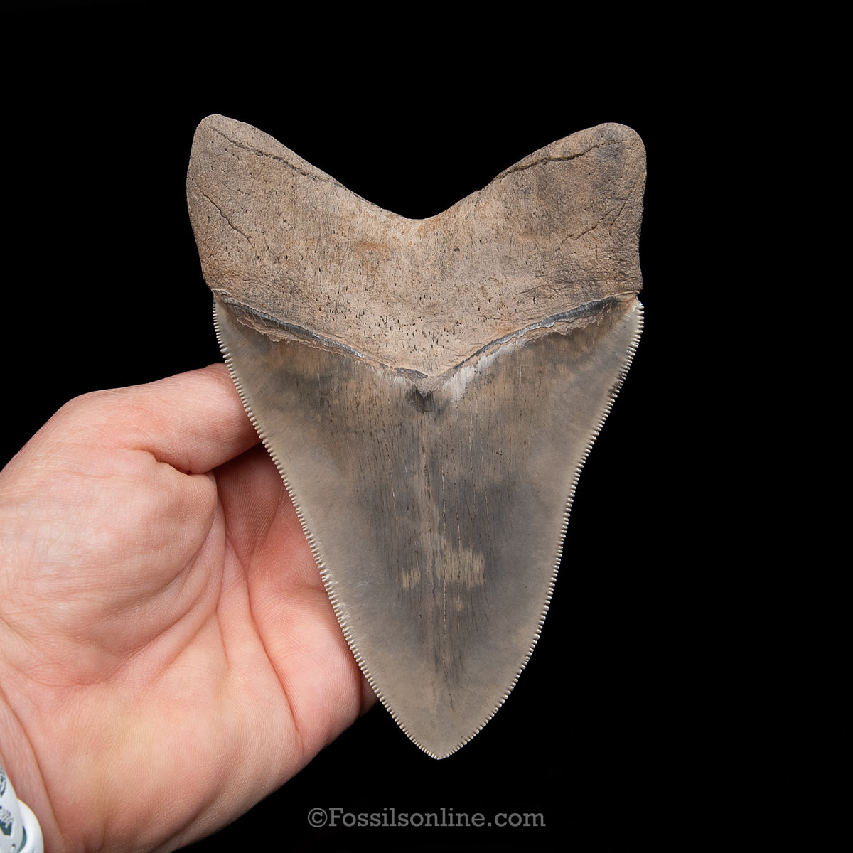 GENUINE PREHISTORIC FOSSIL TOOTH — MEG 5.03", South Carolina