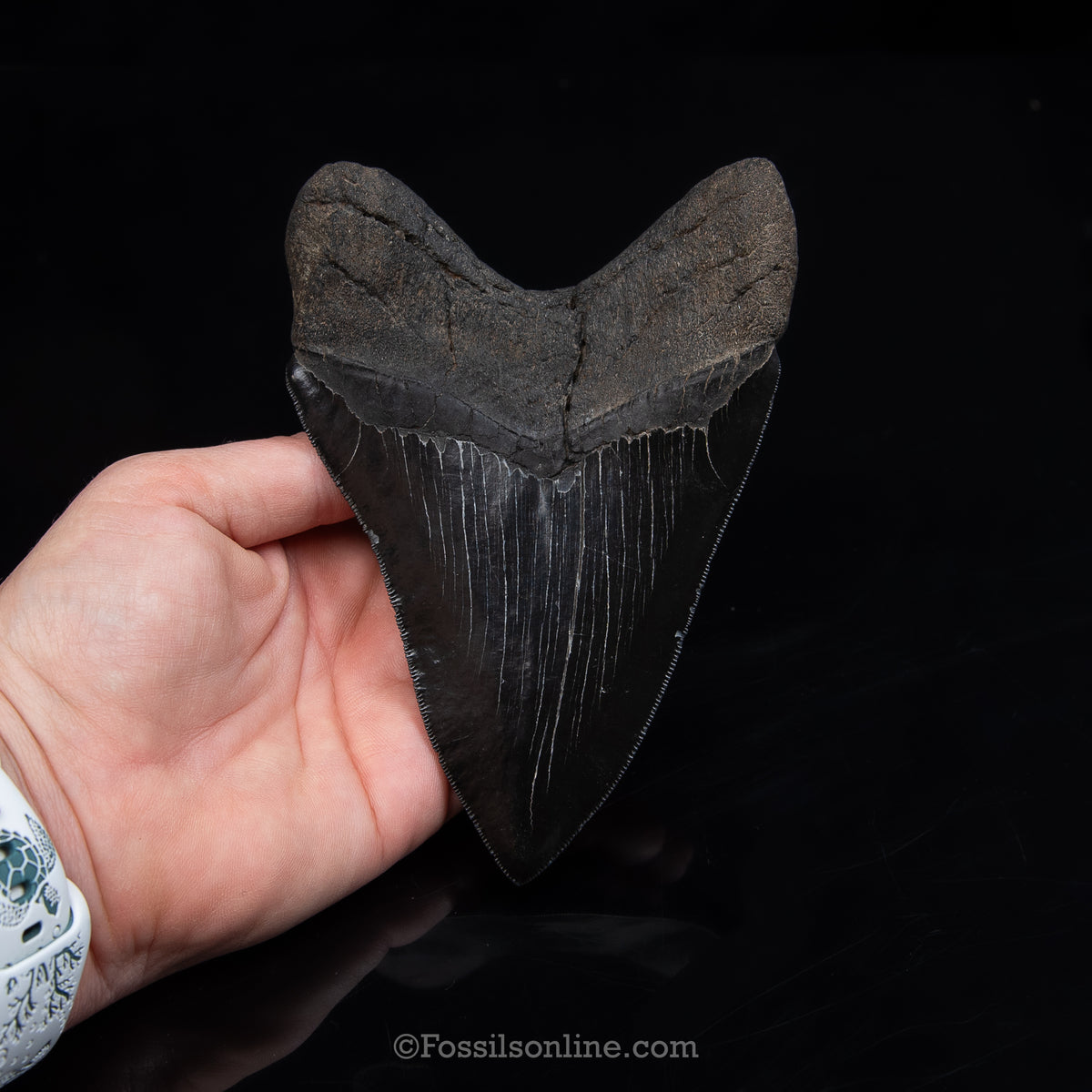 Genuine Prehistoric Fossil Tooth — Meg 5.38", GA