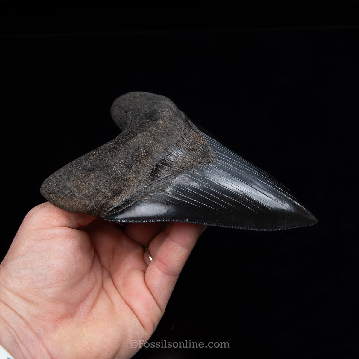 Genuine Prehistoric Fossil Tooth — Meg 5.38", GA