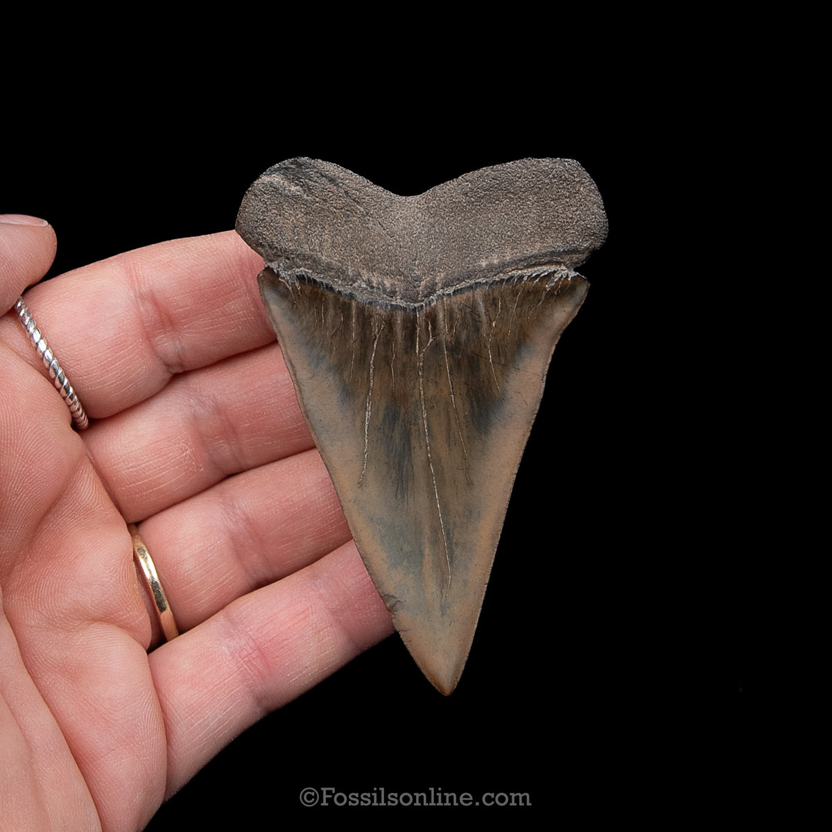 Genuine Prehistoric Fossil Tooth — Mako 3.03", SC