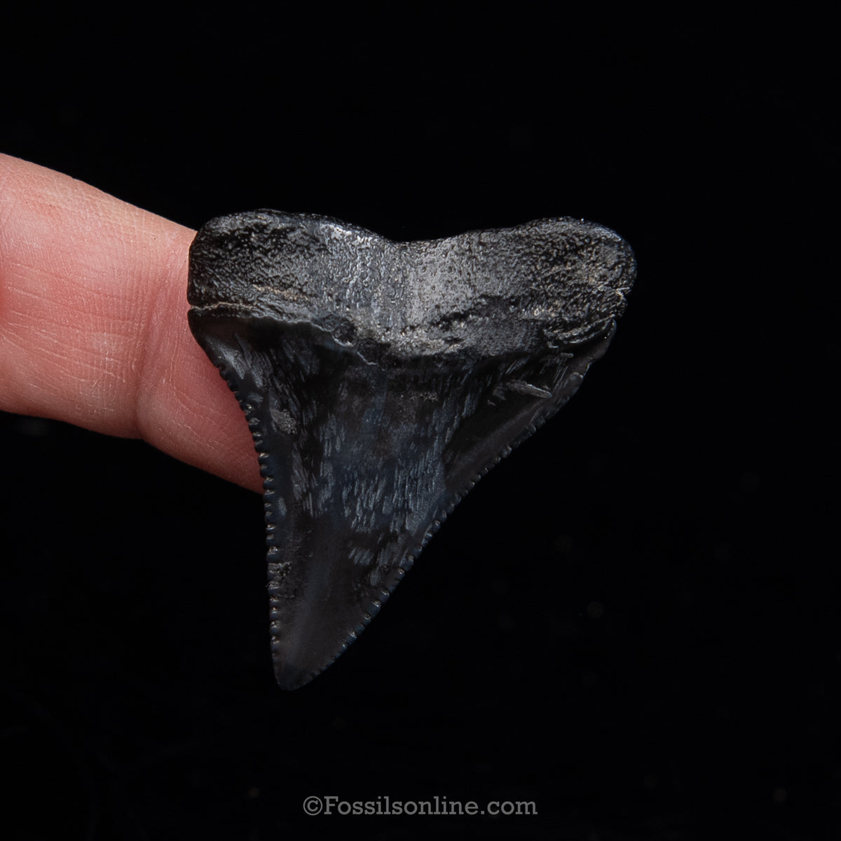Genuine Prehistoric Fossil Tooth — Great White 1.66", SC