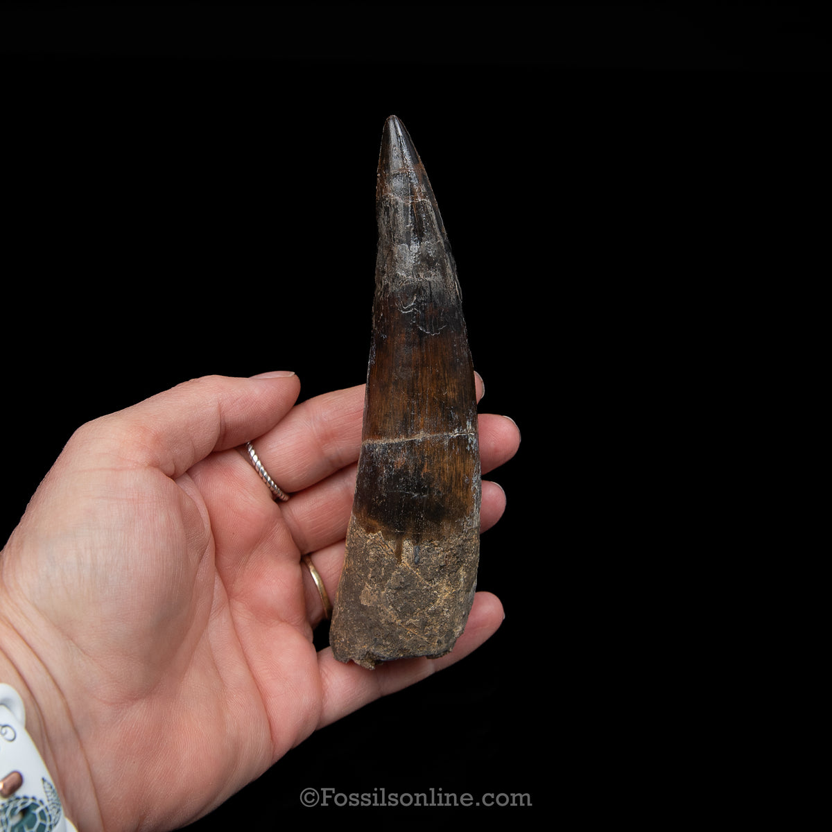 XL Spinosaurus Dinosaur Tooth Lg Case