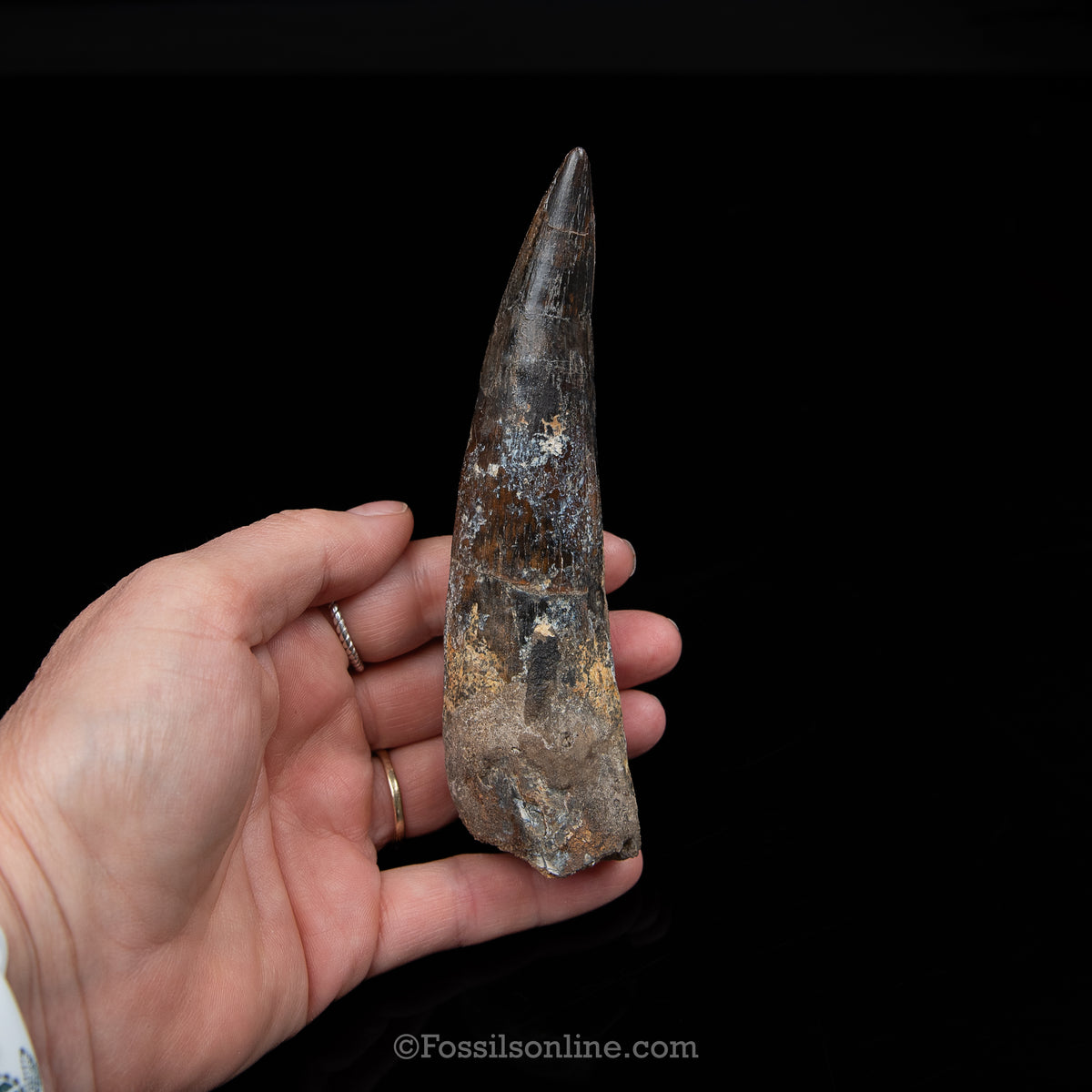 XL Spinosaurus Dinosaur Tooth Lg Case