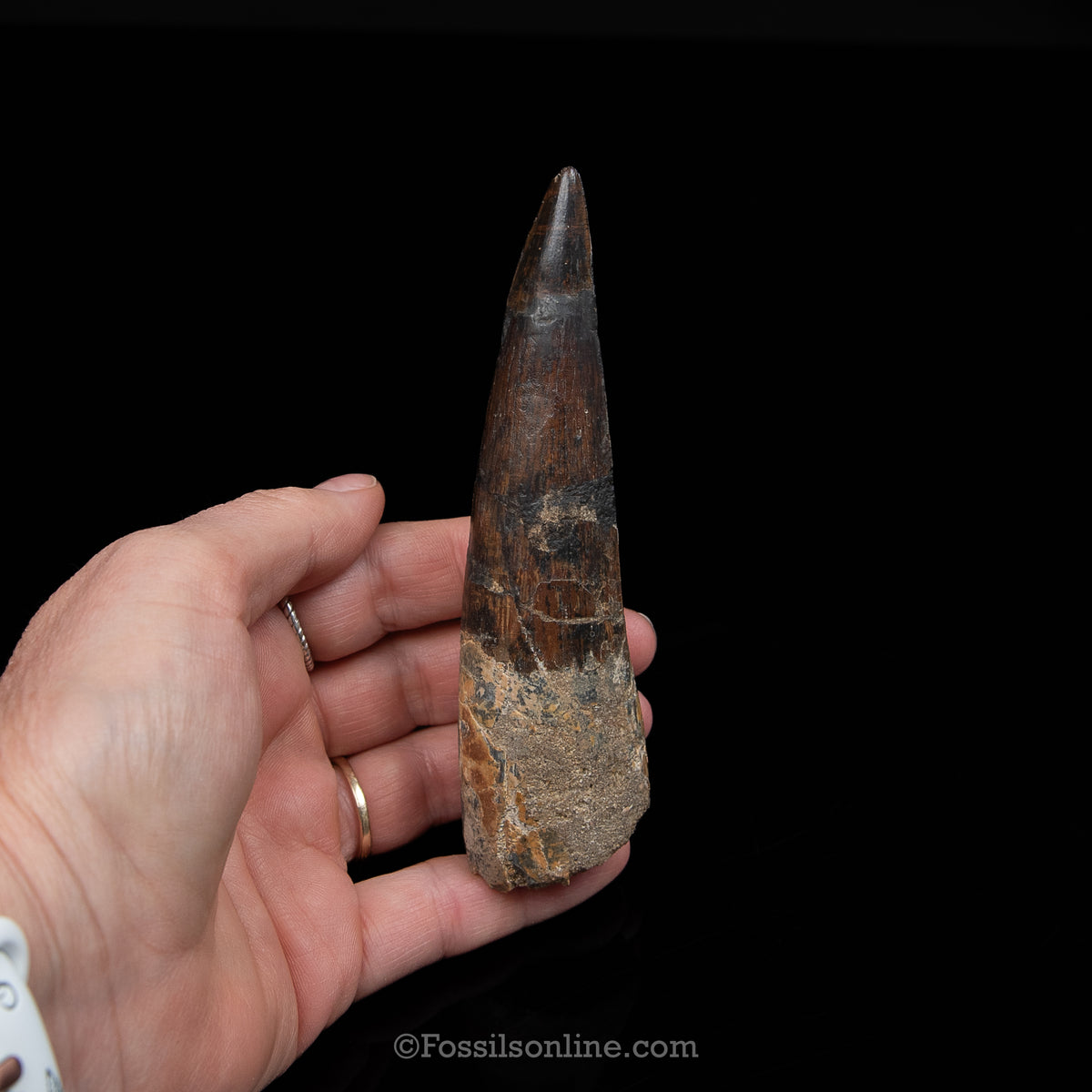 XL Spinosaurus Dinosaur Tooth Lg Case
