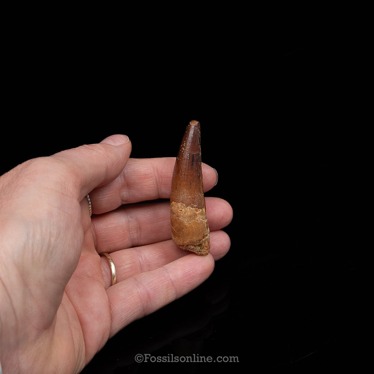 Spinosaurus Dinosaur Tooth Med Case