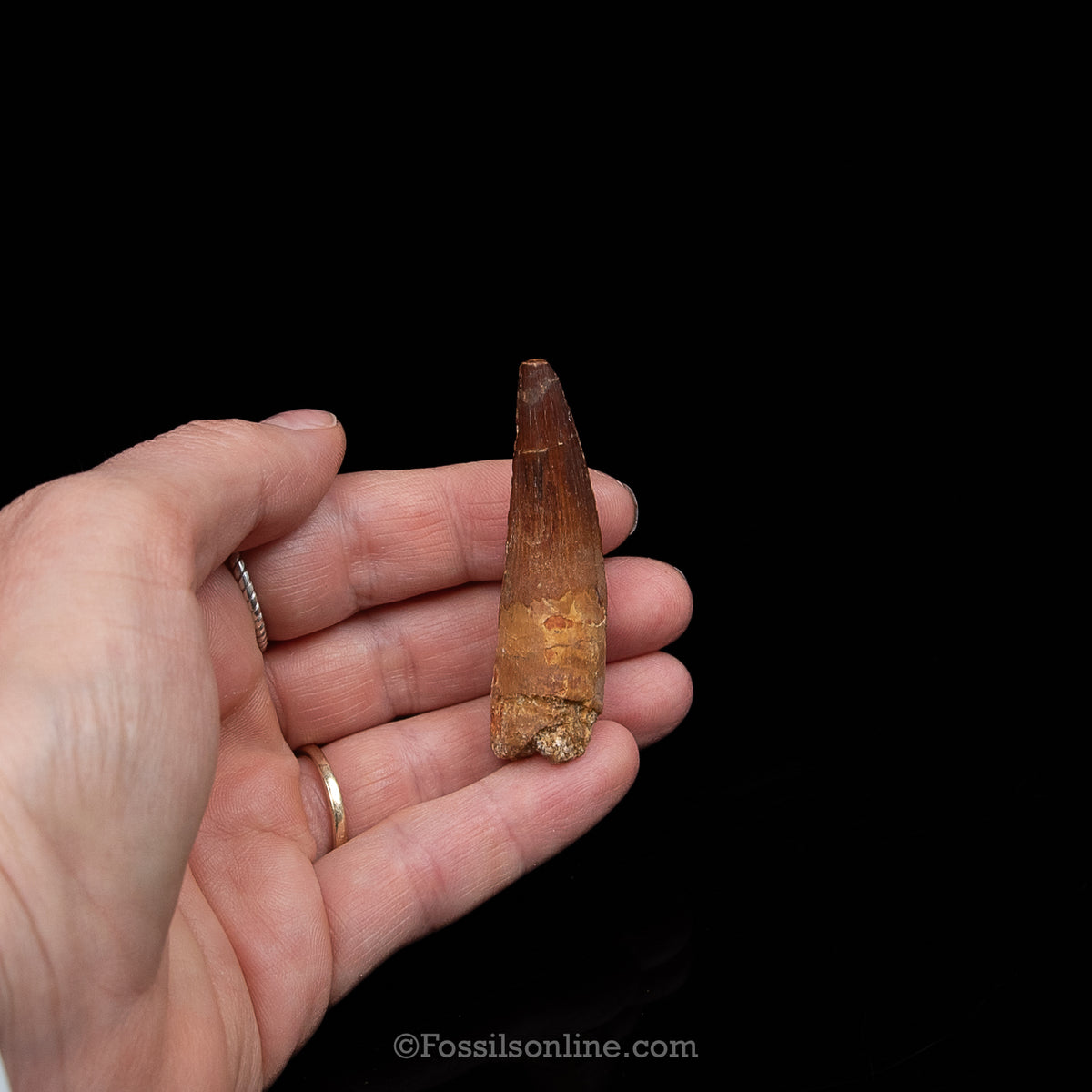 Spinosaurus Dinosaur Tooth Med Case