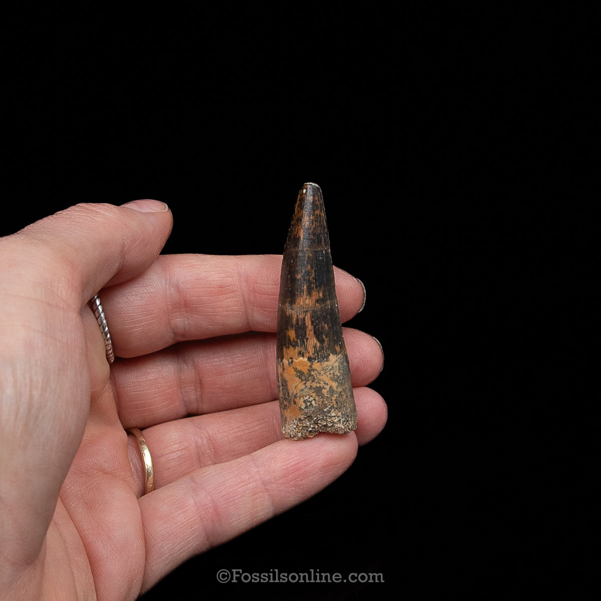 Spinosaurus Dinosaur Tooth Med Case