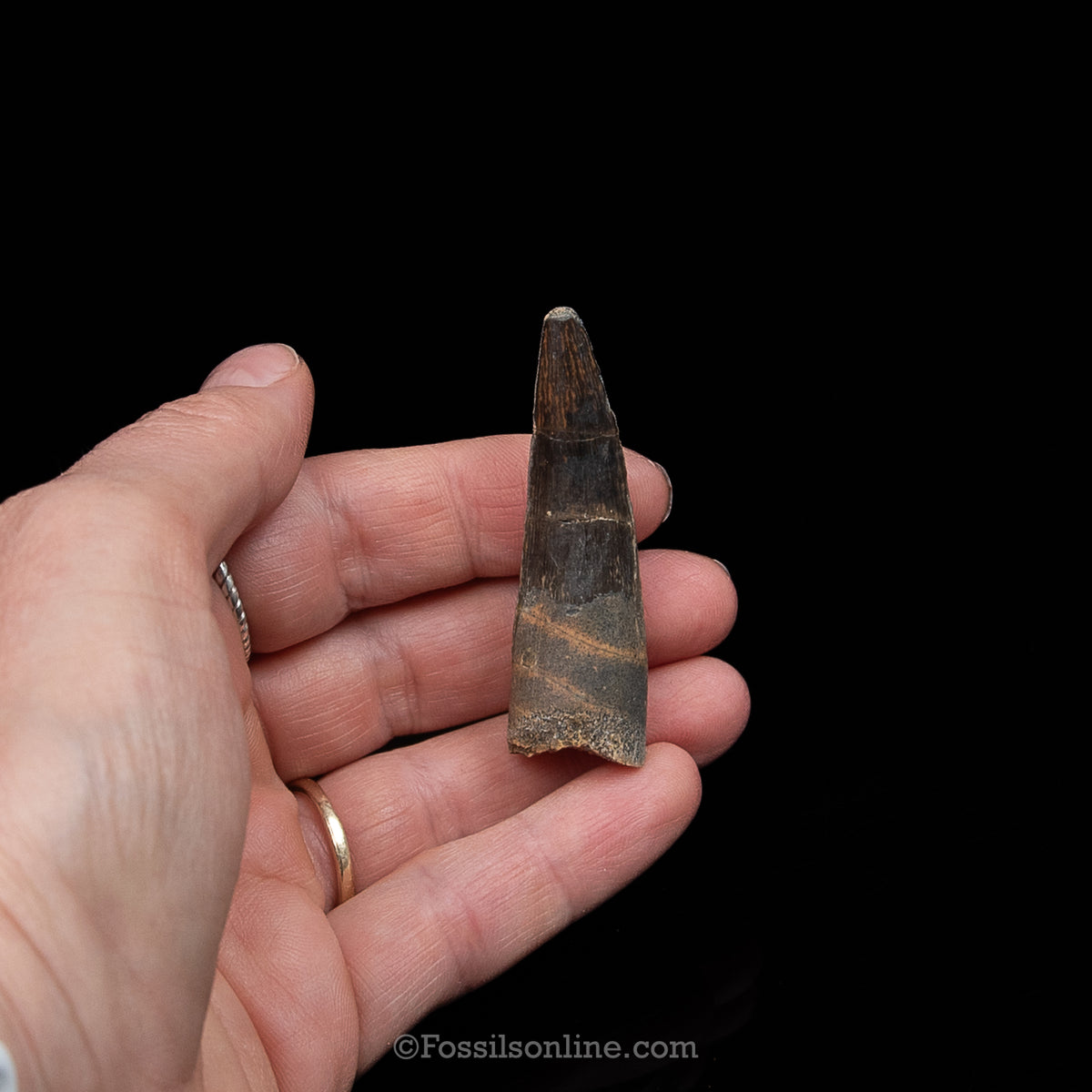 Spinosaurus Dinosaur Tooth Med Case