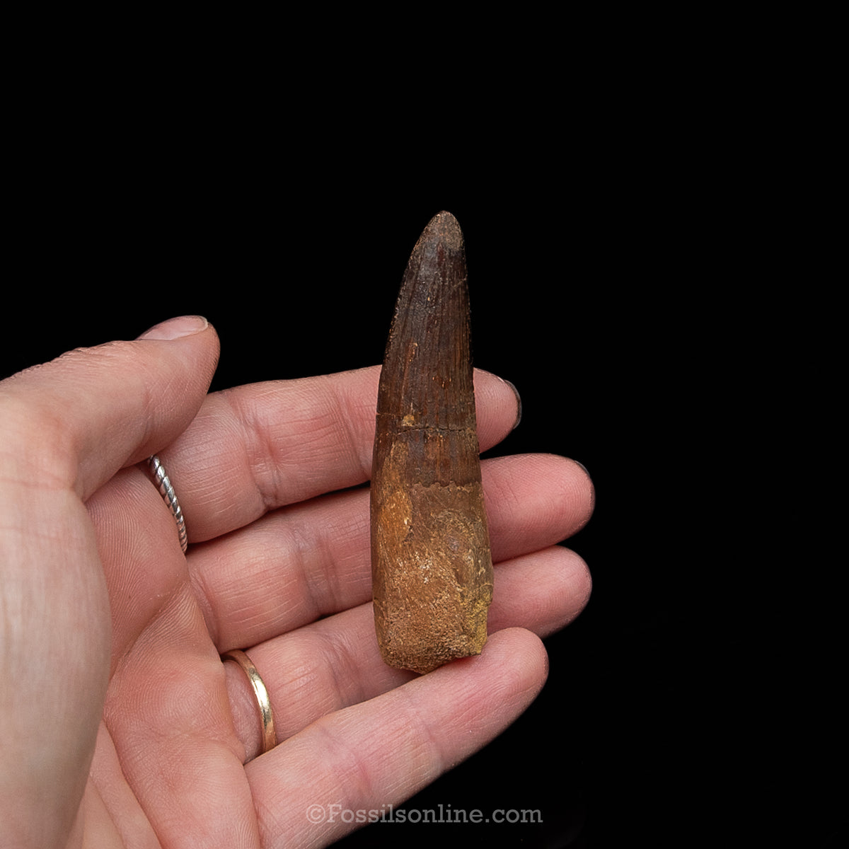 Spinosaurus Dinosaur Tooth Med Case