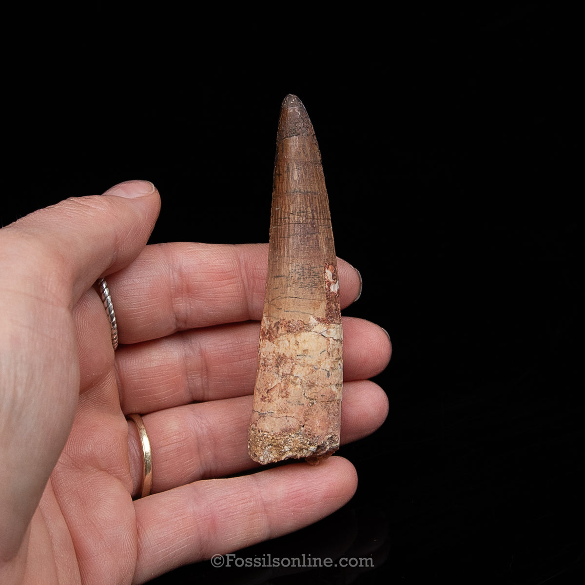 Spinosaurus Dinosaur Tooth Med Case