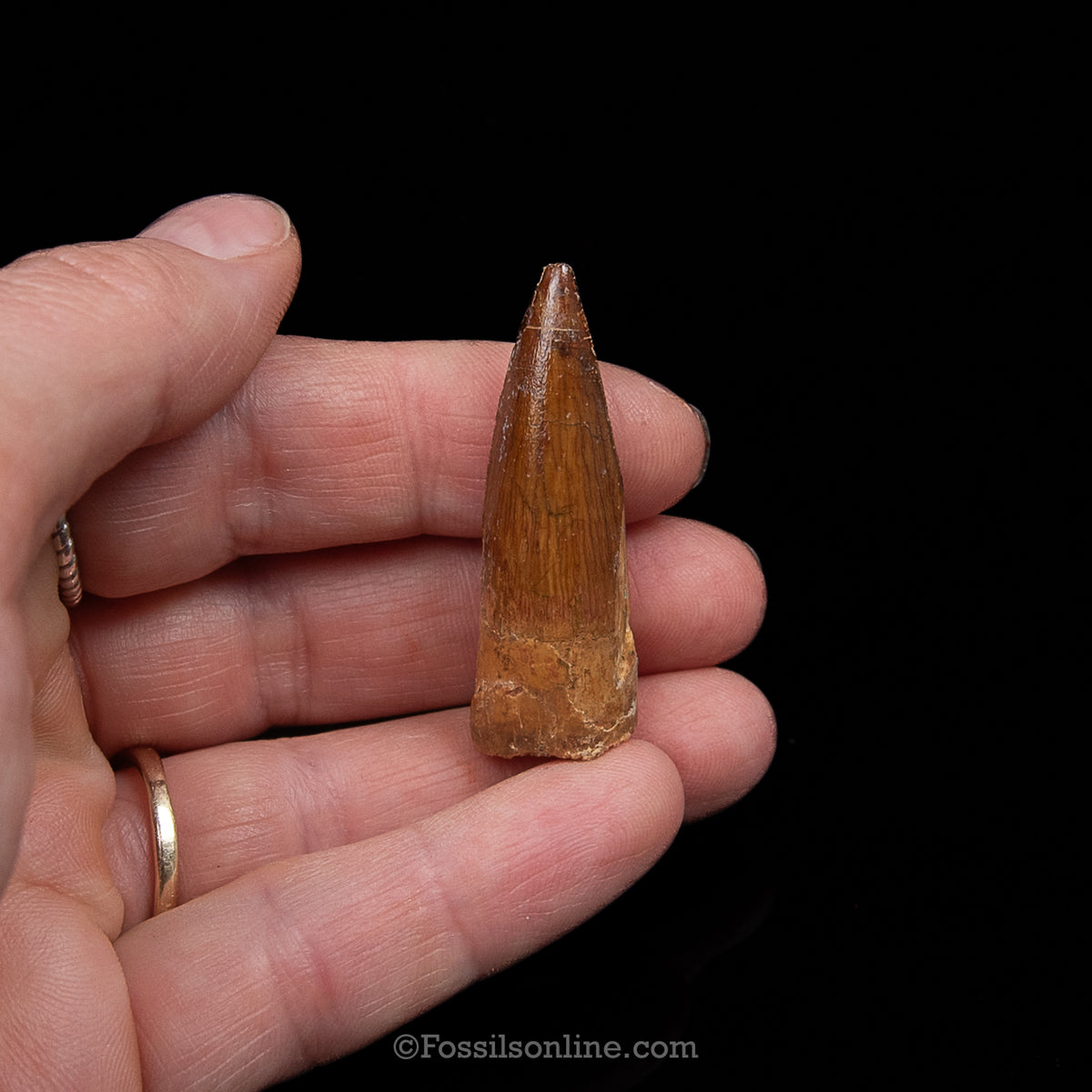 Premium Spinosaurus Dinosaur Tooth Sm Case