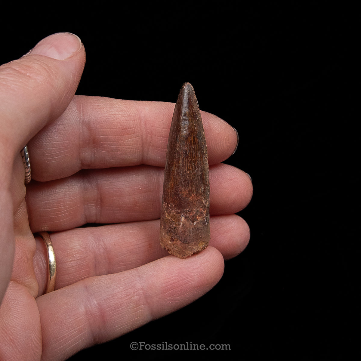 Premium Spinosaurus Dinosaur Tooth Sm Case