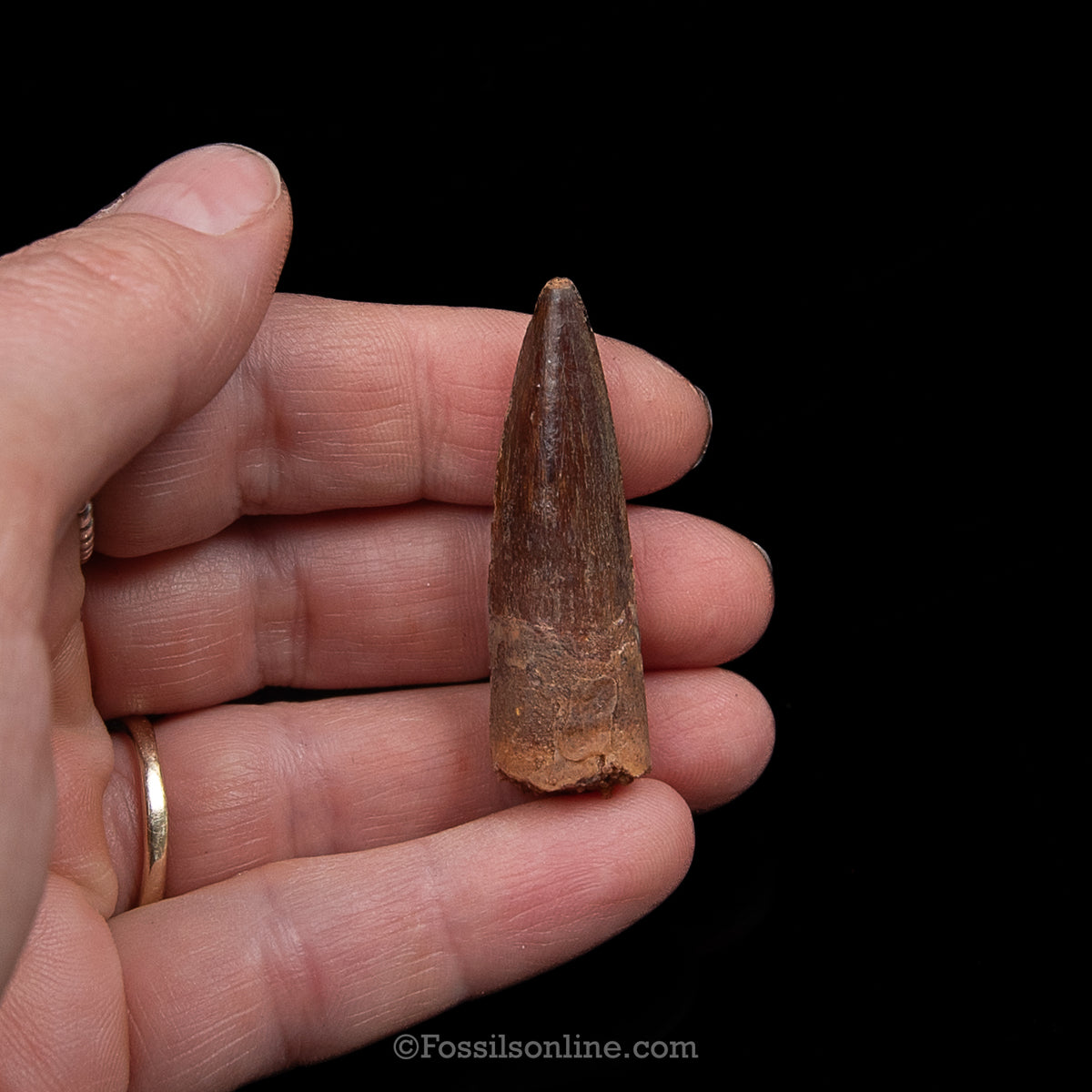 Premium Spinosaurus Dinosaur Tooth Sm Case