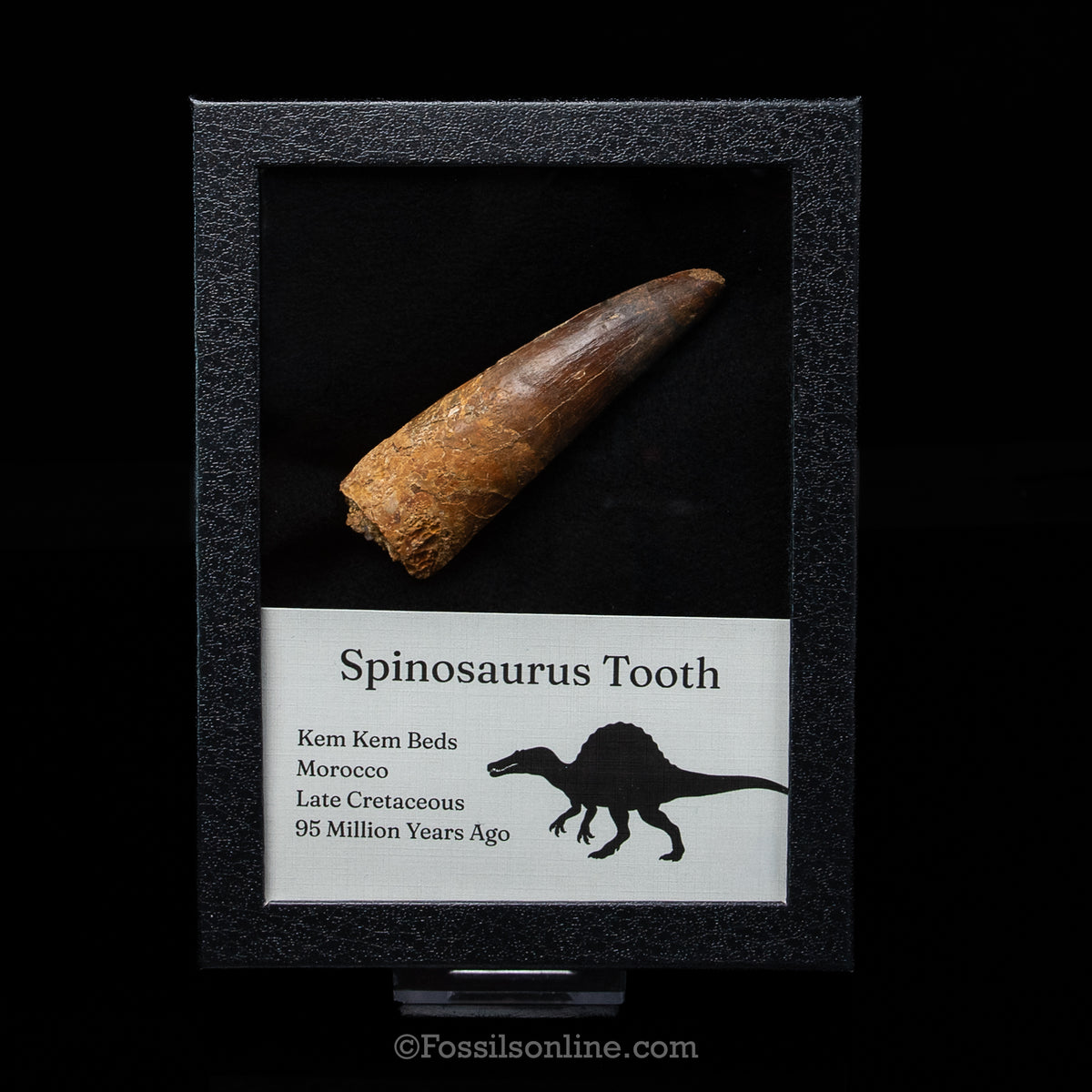 XL Spinosaurus Dinosaur Tooth Lg Case
