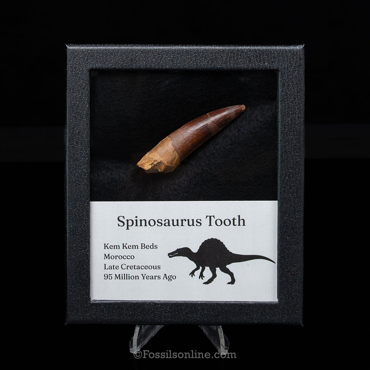 Spinosaurus Dinosaur Tooth Med Case