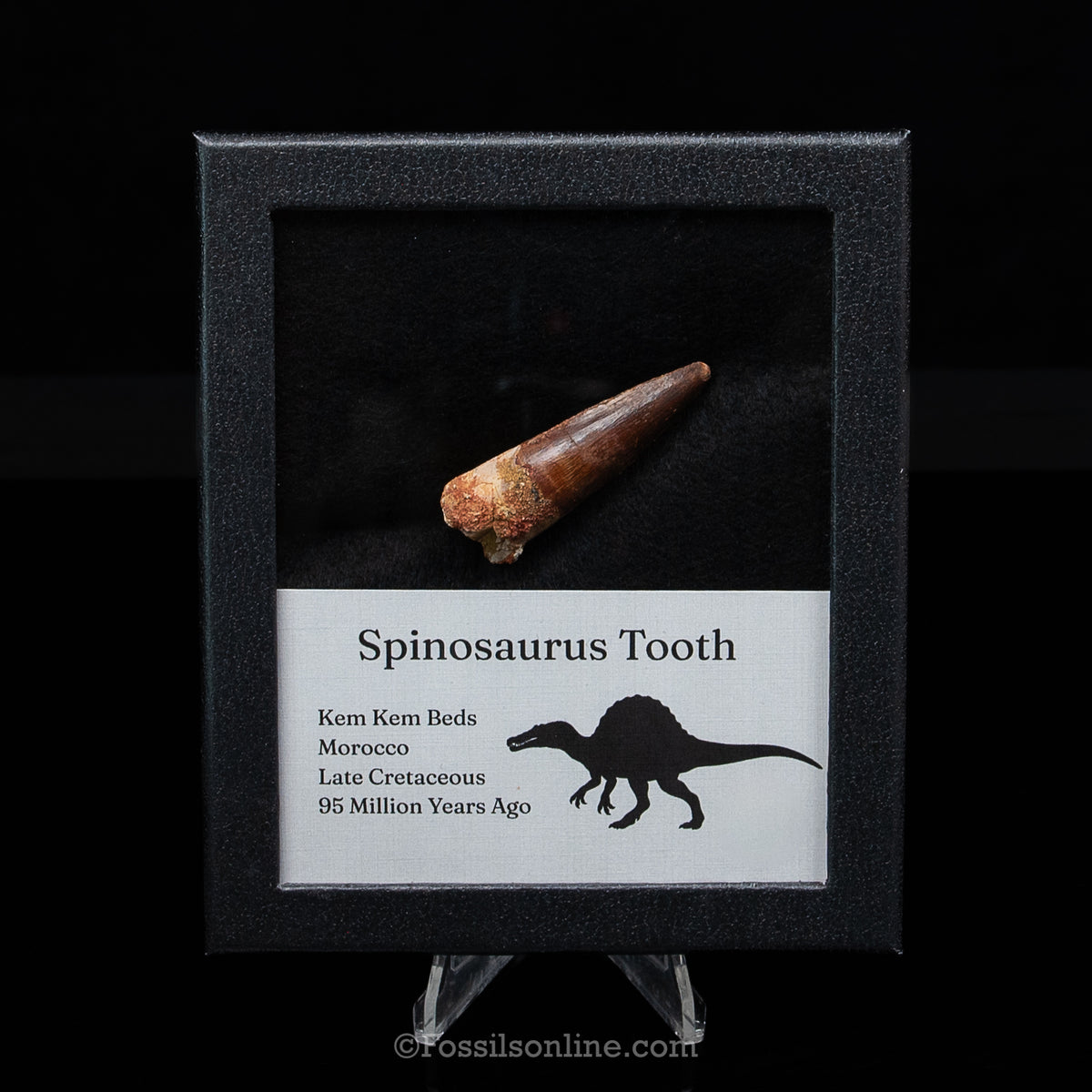 Spinosaurus Dinosaur Tooth Med Case