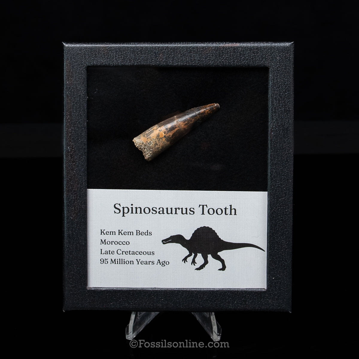 Spinosaurus Dinosaur Tooth Med Case