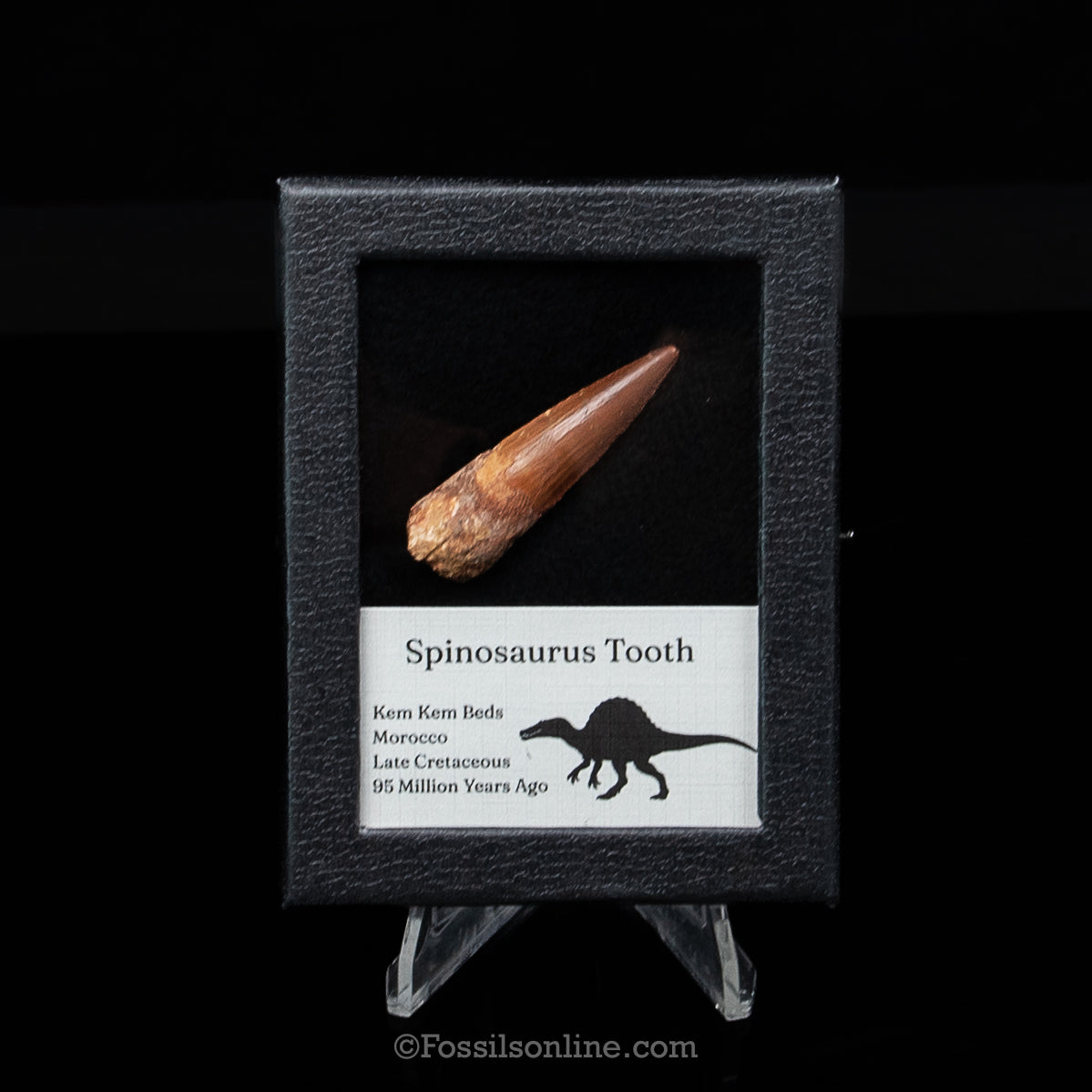 Spinosaurus Dinosaur Tooth Sm Case