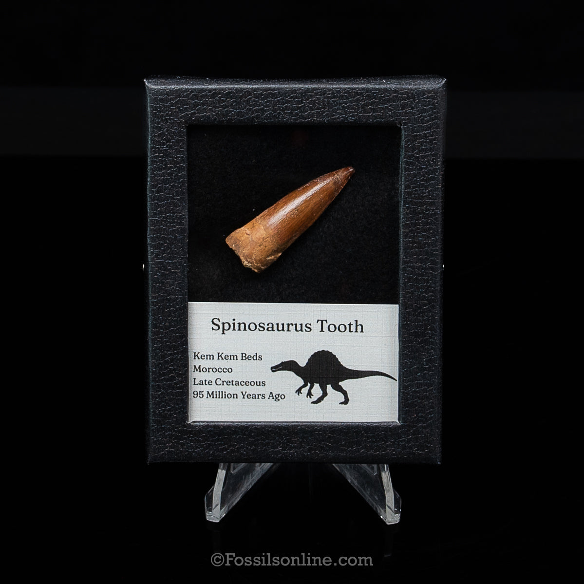 Premium Spinosaurus Dinosaur Tooth Sm Case