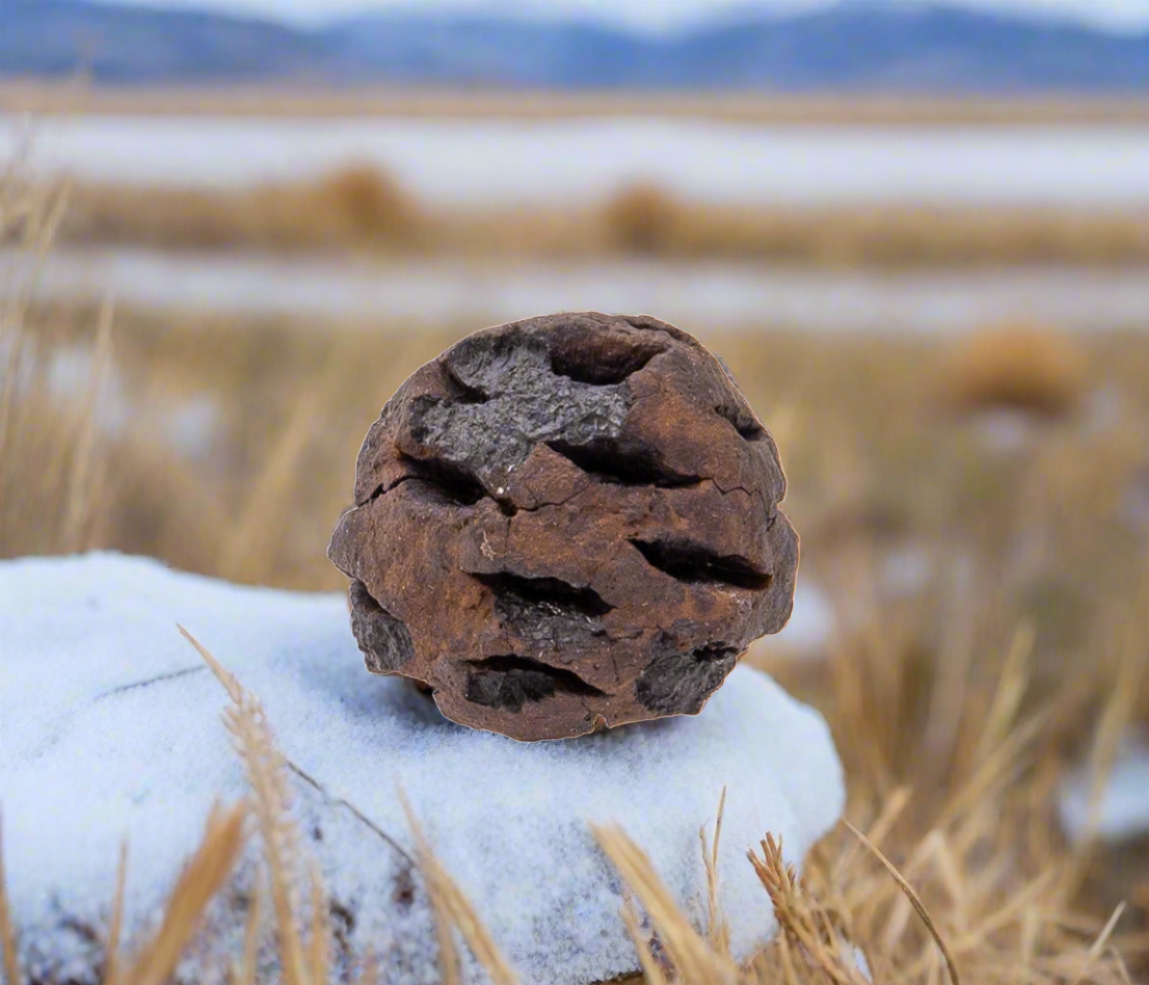 Dinosaur Era Metasequoia Pine Cone Fossil