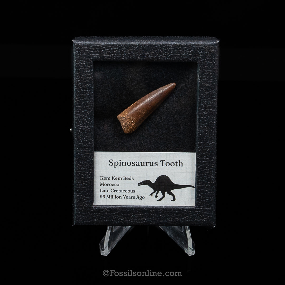 Premium Spinosaurus Dinosaur Tooth Sm Case