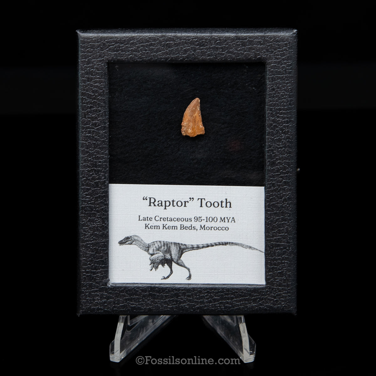 Theropod Dinosaur Tooth "Raptor" in a sm display case