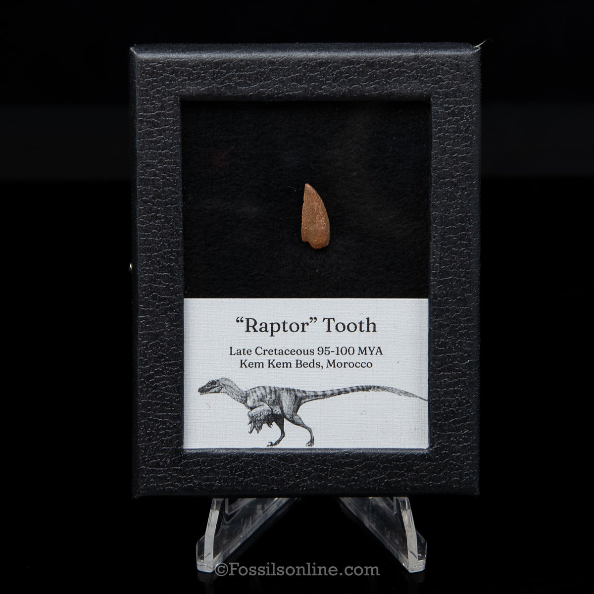 Theropod Dinosaur Tooth "Raptor" in a sm display case