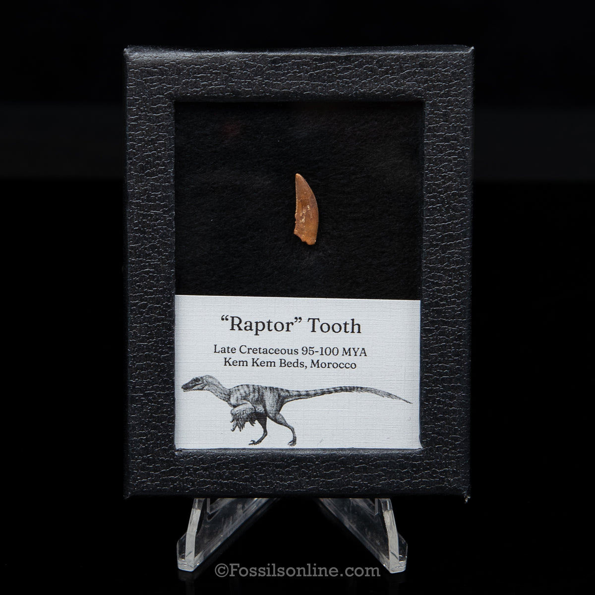 Theropod Dinosaur Tooth "Raptor" in a sm display case