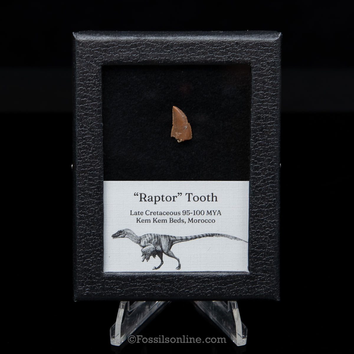 Theropod Dinosaur Tooth "Raptor" in a sm display case