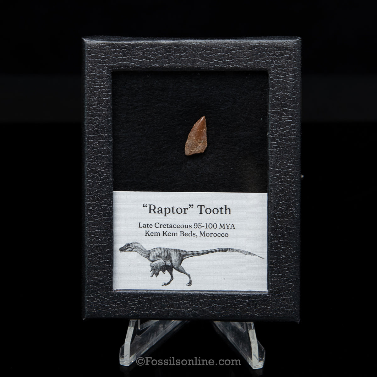 Theropod Dinosaur Tooth "Raptor" in a sm display case