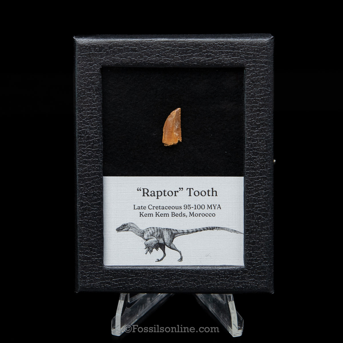 Theropod Dinosaur Tooth "Raptor" in a sm display case