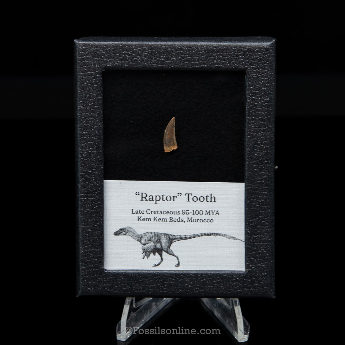 Theropod Dinosaur Tooth "Raptor" in a sm display case