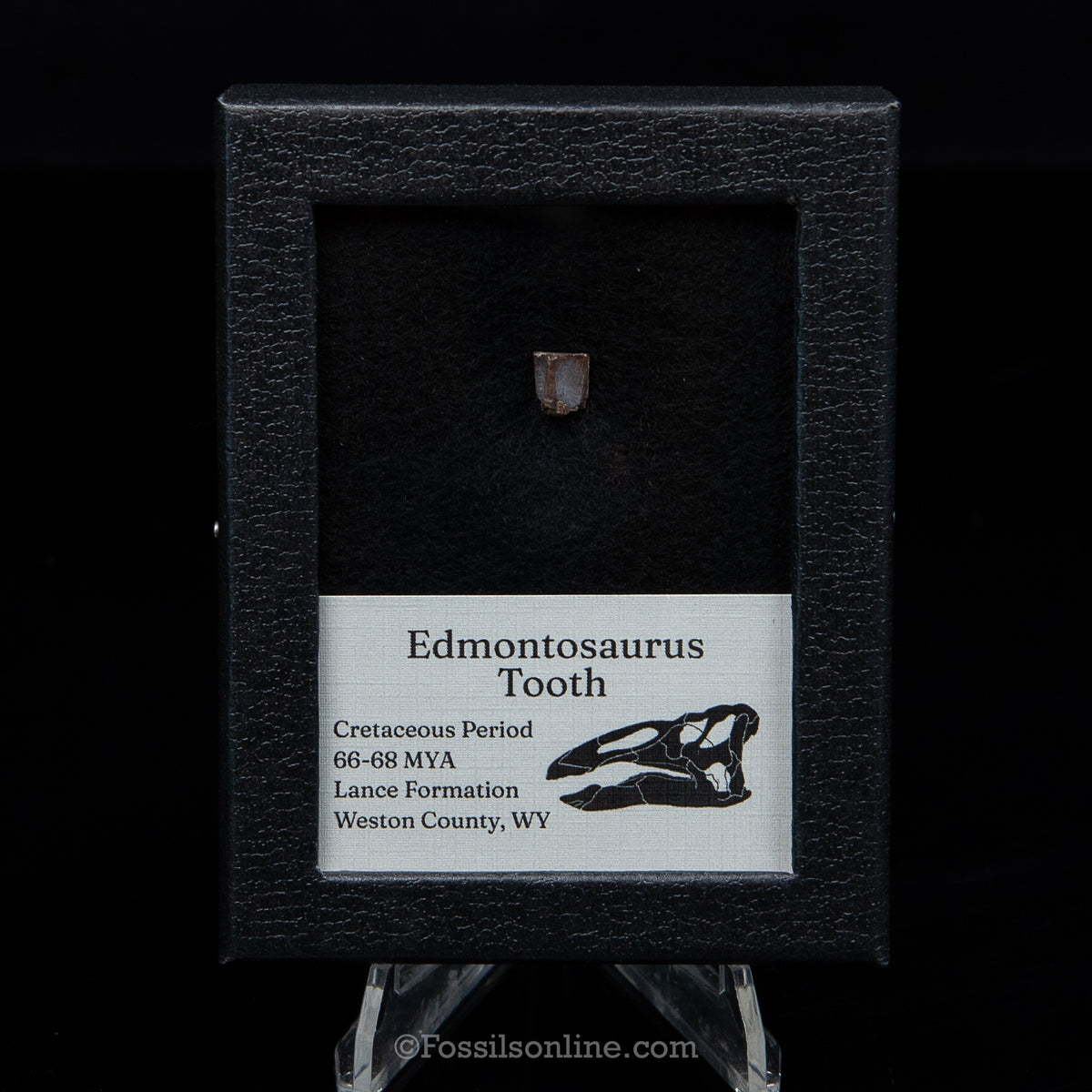 Edmontosaurus Tooth Sm Case