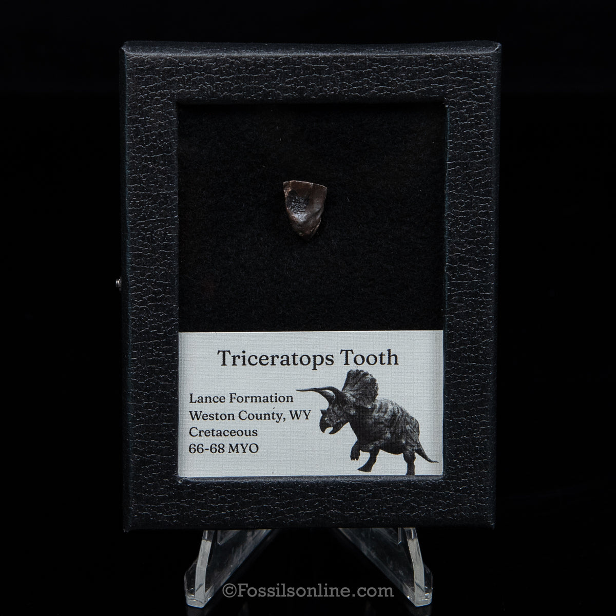 Triceratops Tooth Sm Case Lance FM