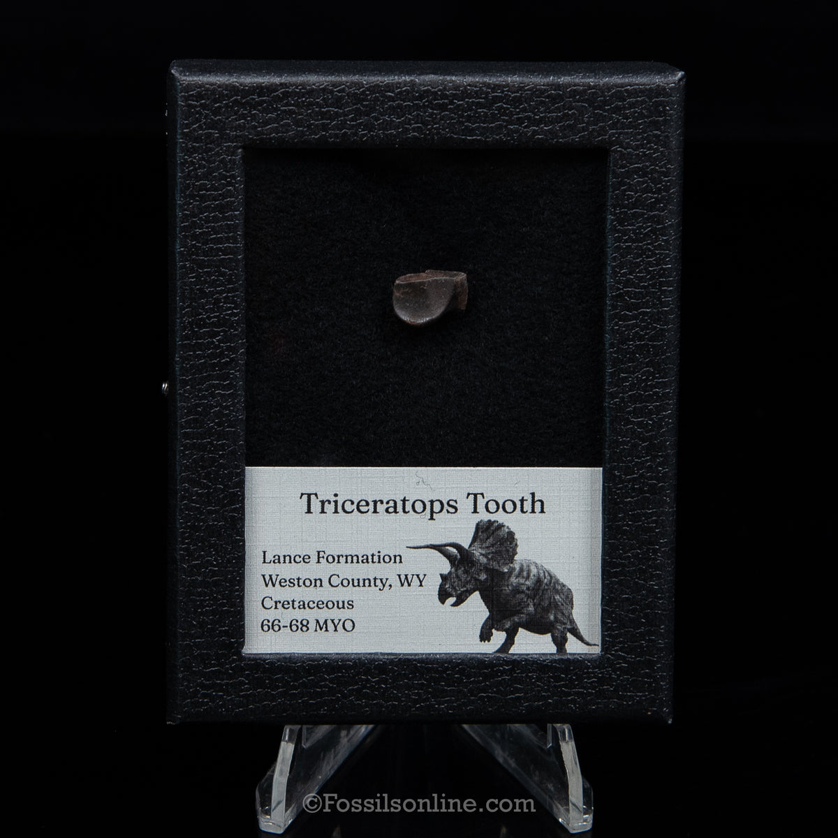 Triceratops Tooth Sm Case Lance FM
