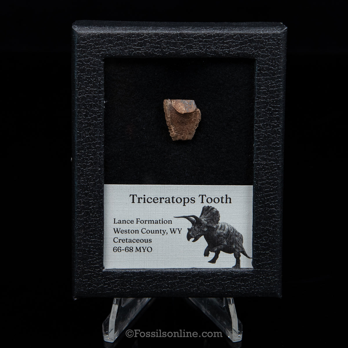 Triceratops Tooth Sm Case Lance FM