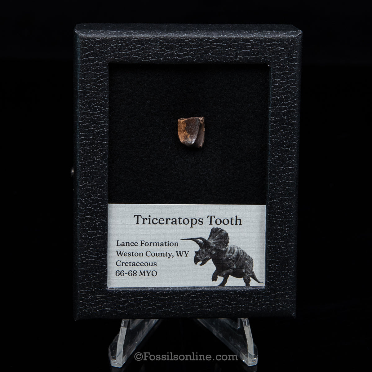 Triceratops Tooth Sm Case Lance FM