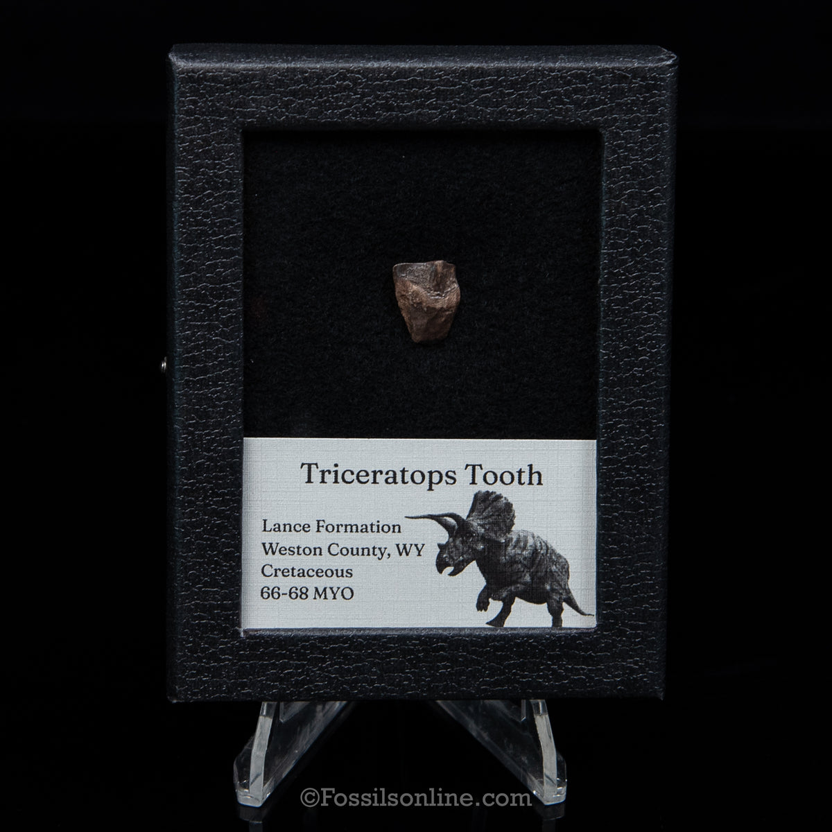 Triceratops Tooth Sm Case Lance FM