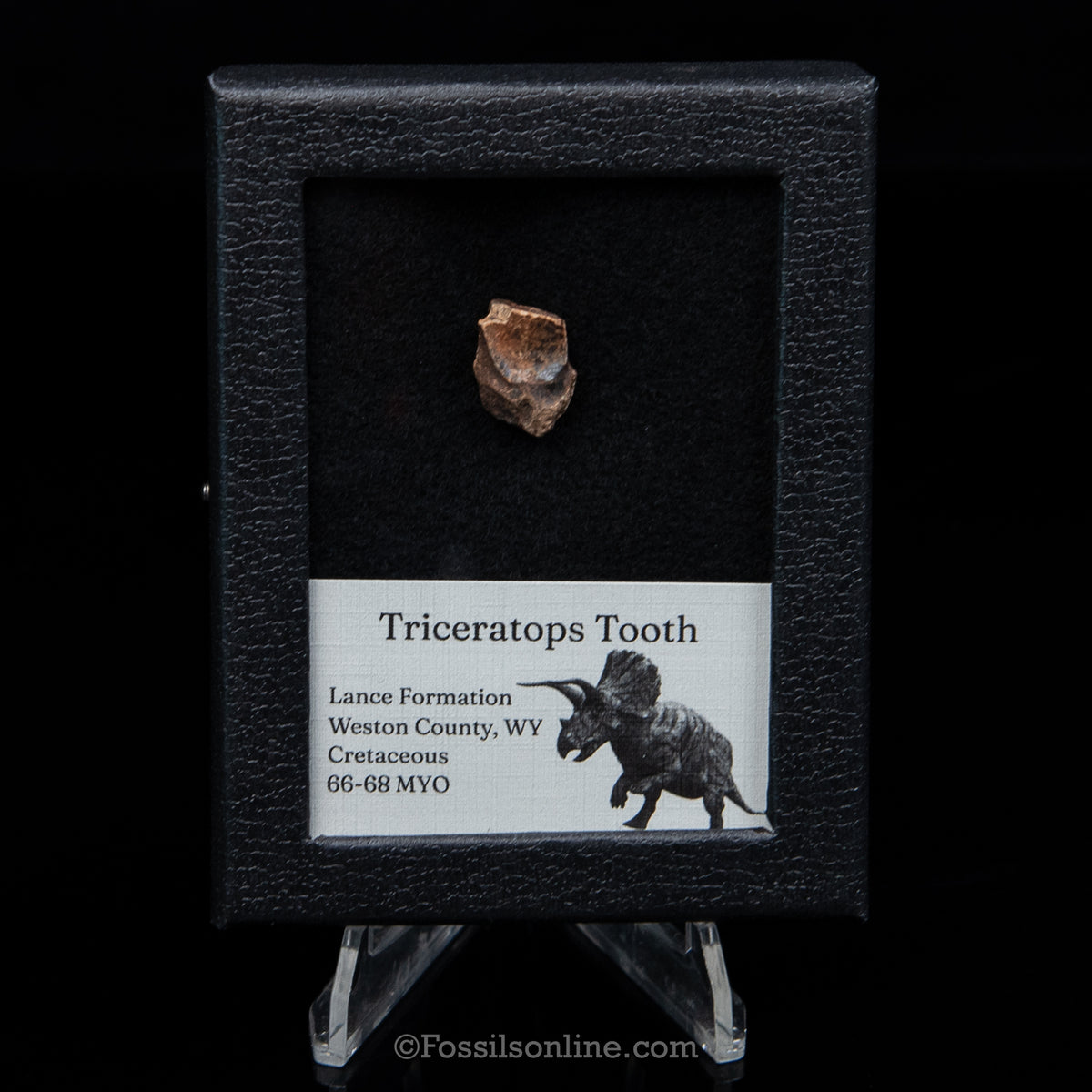 Triceratops Tooth Sm Case Lance FM