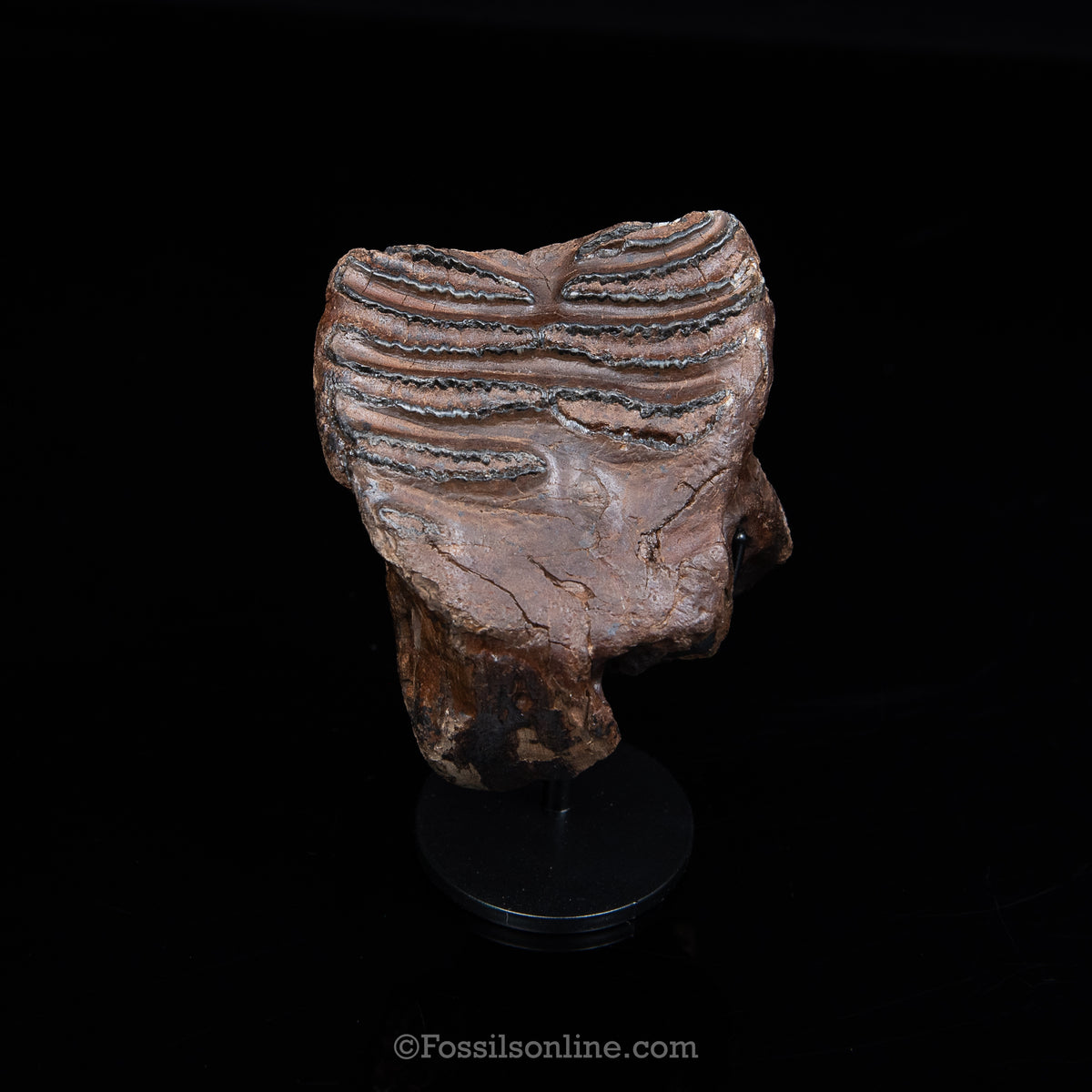 Woolly Mammoth Spit Tooth on Display Stand