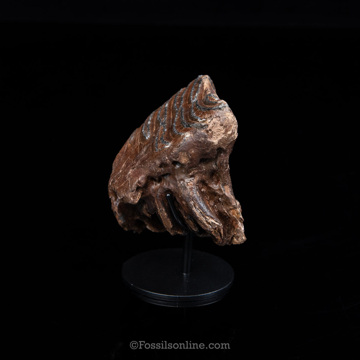 Woolly Mammoth Spit Tooth on Display Stand