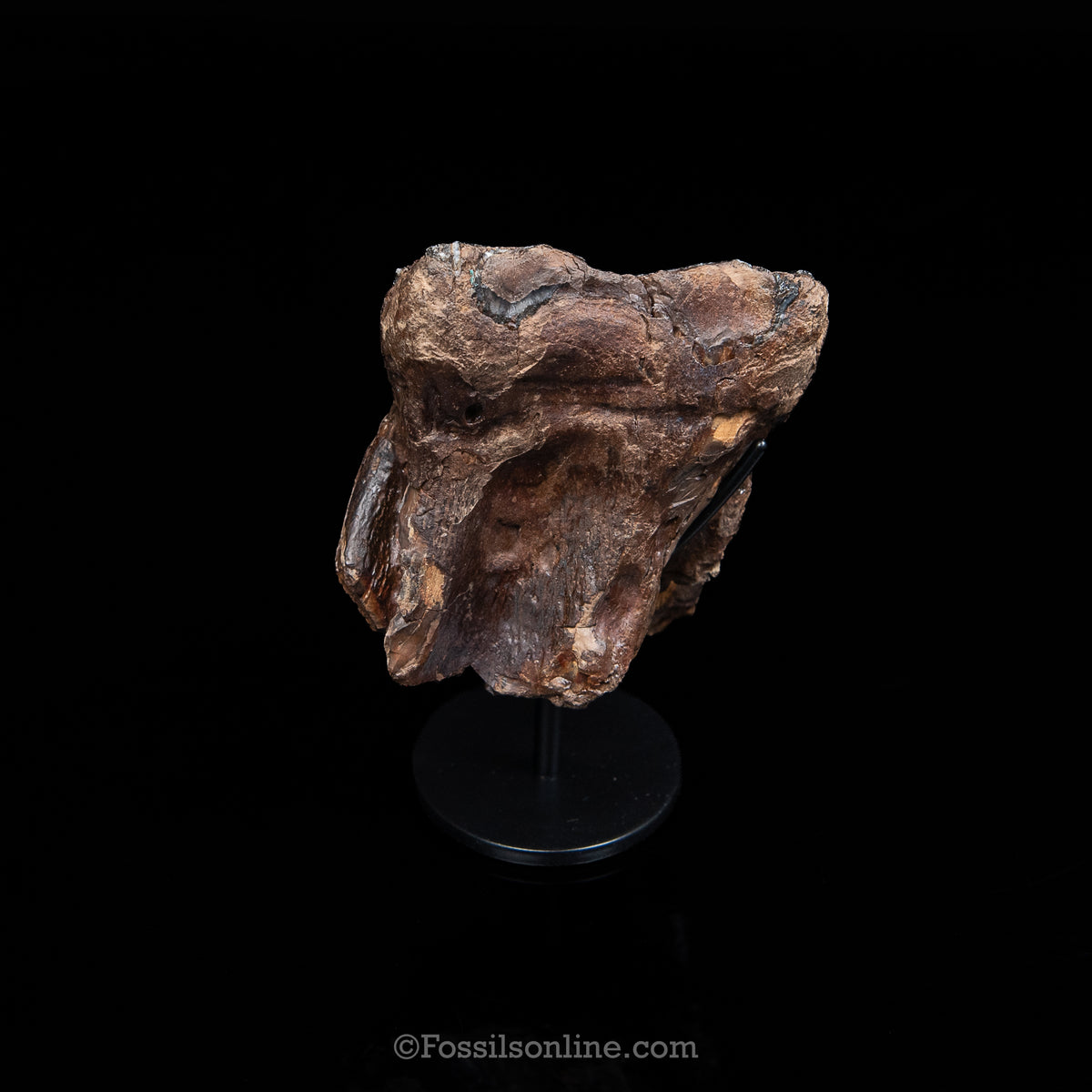 Woolly Mammoth Spit Tooth on Display Stand