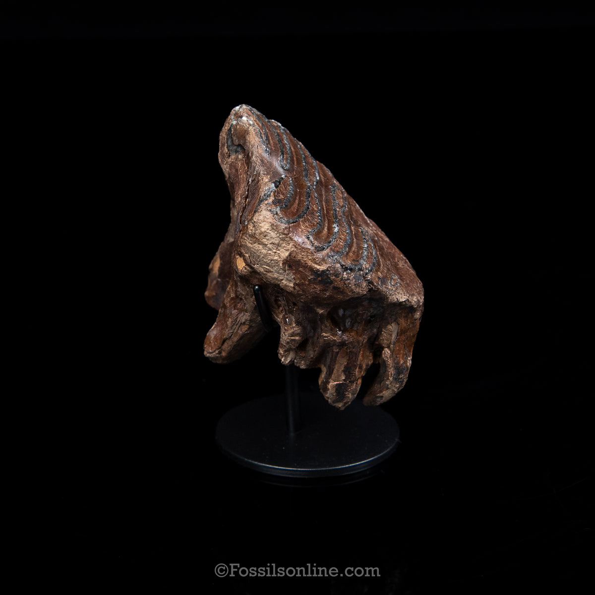 Woolly Mammoth Spit Tooth on Display Stand
